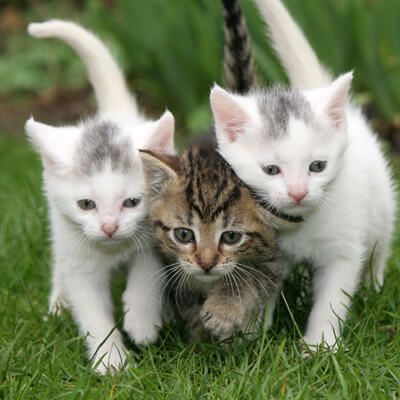 bunch of kittens