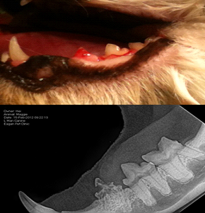 Resorptive Lesions in Cats