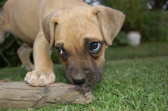Puppy Chewing