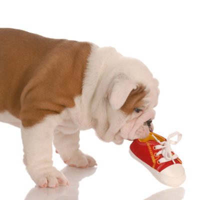 dog with shoe